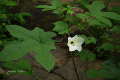 Abelmoschus angulosus var. angulosus